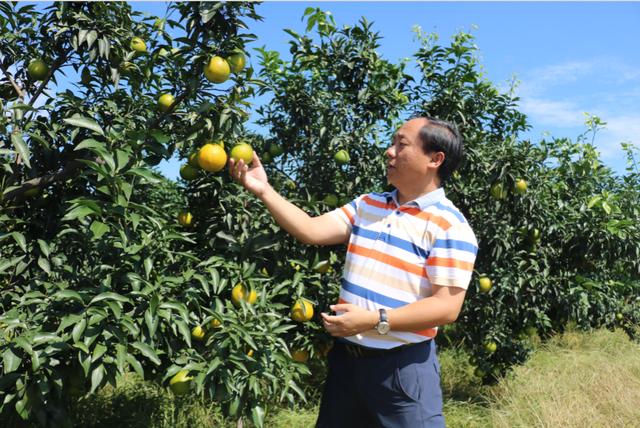 他可能是中國學歷最高“三霸”農民卻回鄉種魏柑