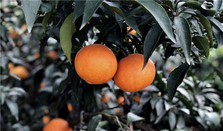 魏柑可能是這個季節(jié)最好吃的水果，90%的人都不知道