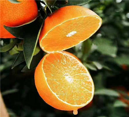 魏柑可能是這個季節(jié)最好吃的水果，90%的人都不知道