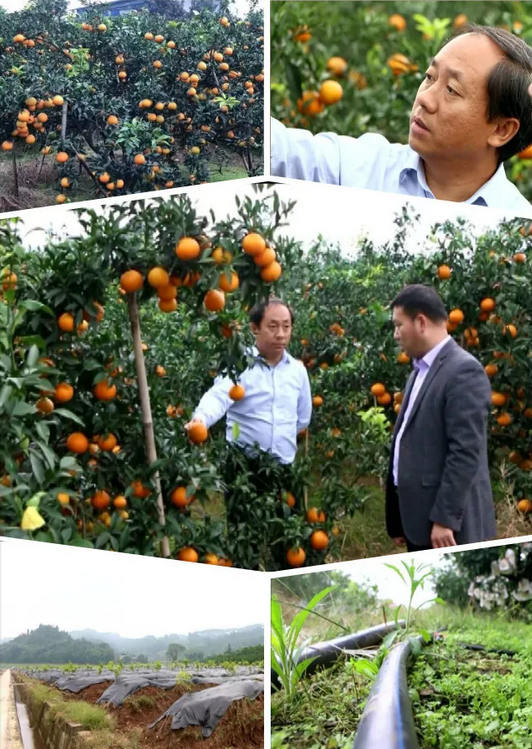 2月1日農林衛視4.png 2月1日農林衛視4.png