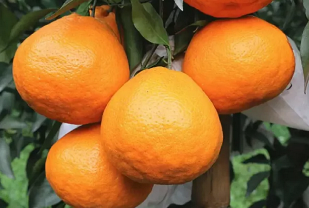 魏柑2號(hào)4.png 魏柑2號(hào)4.png