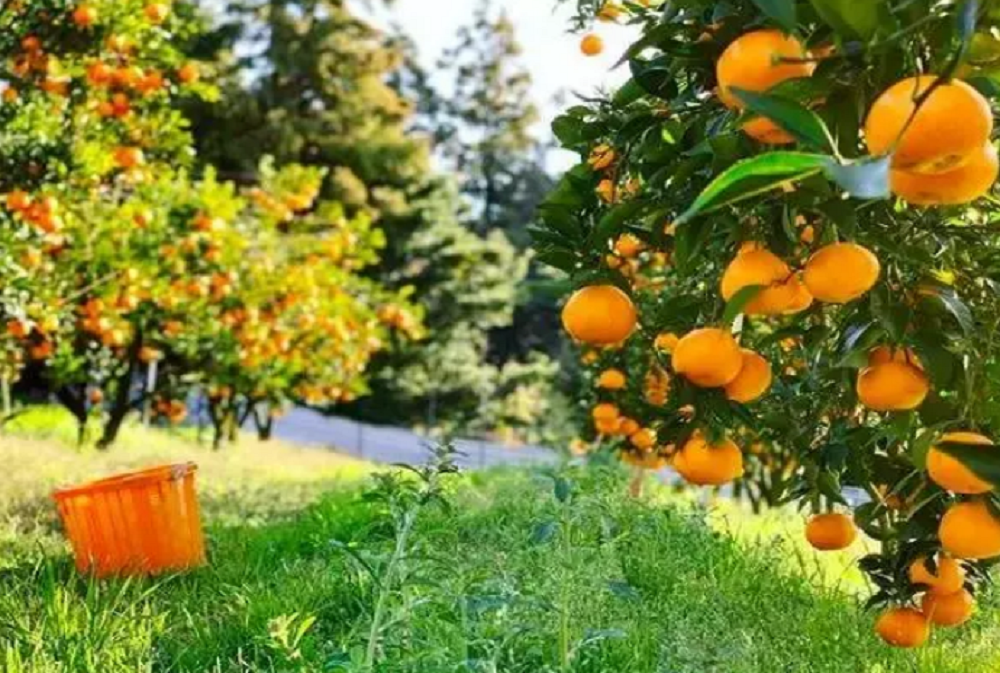 魏柑2號(hào)6.png 魏柑2號(hào)6.png