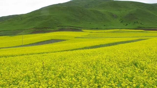 油菜花.jpg 油菜花.jpg